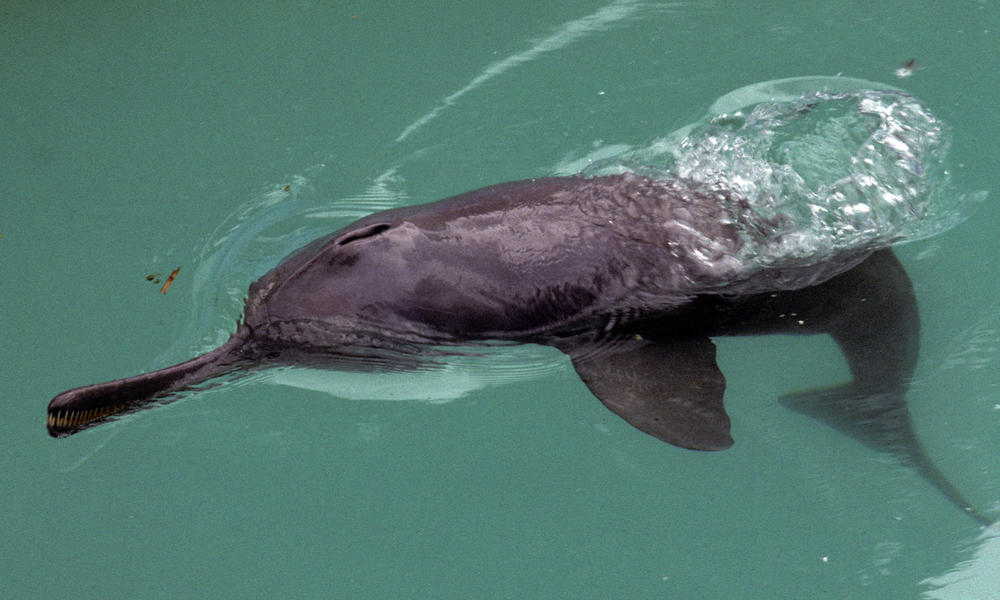 indus river dolphin habitat