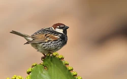 Spanishsparrow