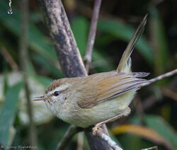 Brown-flanked Bush Warbler, Animal Database