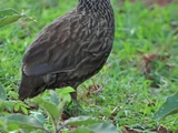 Scaly Francolin