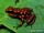 Dotted Poison Frog