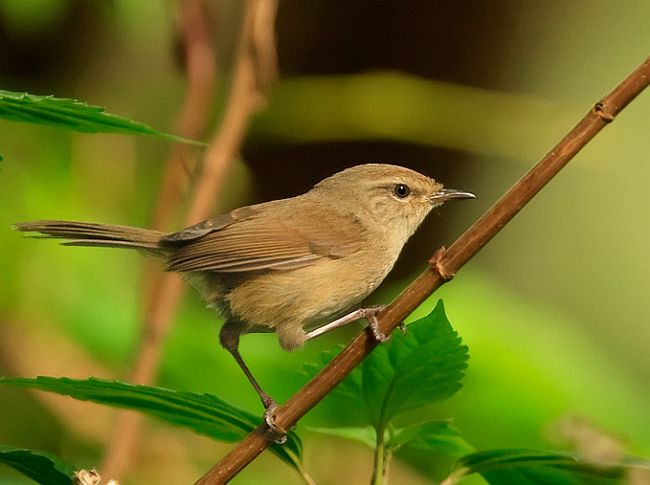 Brown-flanked Bush Warbler, Animal Database