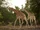 Kordofan Giraffe