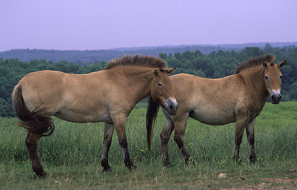 Как выглядит лошадь пржевальского фото Przewalski's Horse Animal Database Fandom