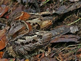 Collared Nightjar