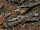 Collared Nightjar