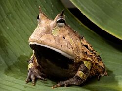 Amazonhornedfrog