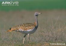Female-great-bustard