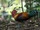 Red Junglefowl