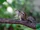 Indian Palm Squirrel