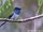 Melanesian Flycatcher