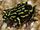 Northern Corroboree Frog