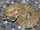 Northern Pacific Rattlesnake