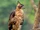 Legge's Hawk-eagle