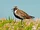 Pacific Golden-Plover