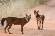 Dhole24.webp (81 KB)