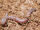 Earthworm