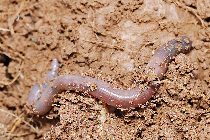 Breeding red worms Dendrobena. Fertile soil. Natural soil improvement. Fishing  worms — Photo