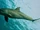 Indo-Pacific Bottlenose Dolphin