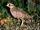 Jerdon's Courser