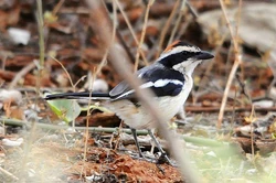 Red-naped Bush-Shrike