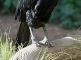 Abyssinian Ground Hornbill