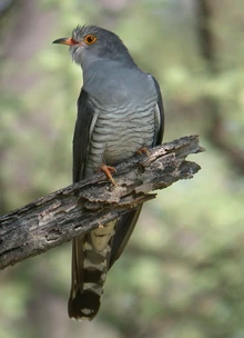 AfricanCuckoo