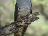 African Cuckoo