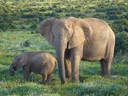 African Bush Elephants.jpg (183 KB)