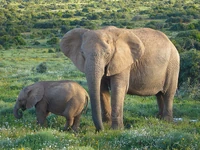African Bush Elephants