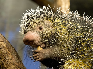 Bicolored-spined Porcupine