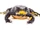 Eusebio’s Harlequin Toad