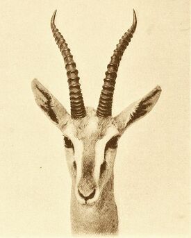 Mongalla Gazelle Animal Database Fandom Mongalla Gazelle Animal Database Fandom