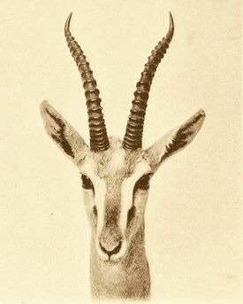 Mongalla Gazelle Animal Database Fandom