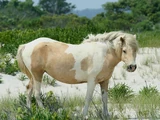 Chincoteague pony