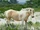 Chincoteague pony