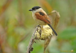 Marsh Tchagra2 17-08-06