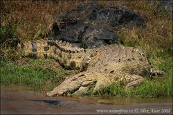 Nile Crocodile