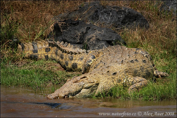 15 Albino Crocodile And Albino Alligator Facts - Leo Zoo