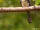 Three-toed Jacamar