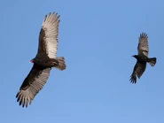 Fish Crow (20 KB) Adult (Northern) with Fish Crow