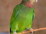 Yellow-billed Amazon