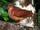 Ruddy Quail-dove