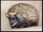 Indian Long-eared Hedgehog