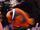 Tomato Clownfish