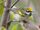 Golden-winged Warbler