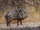 Collared Peccary