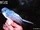 Cerulean Paradise Flycatcher