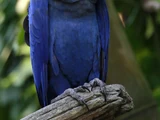 Hyacinth Macaw