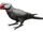 Mascarene Grey Parakeet